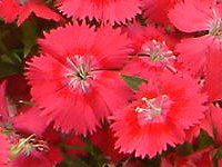 �_�C�A���T�X(Dianthus)