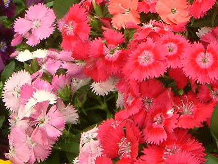 �_�C�A���T�X(Dianthus)
