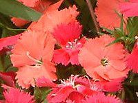 �_�C�A���T�X(Dianthus)