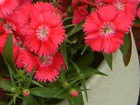 �_�C�A���T�X(Dianthus)