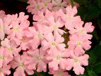 �o�[�x�i(Verbena)