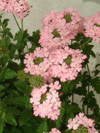 �o�[�x�i(Verbena)