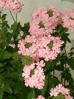 �o�[�x�i(Verbena)