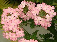 �o�[�x�i(Verbena)