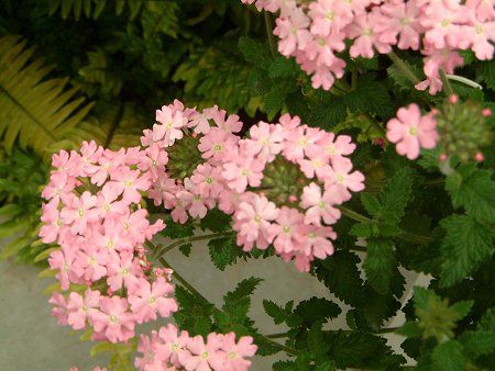 �o�[�x�i(Verbena)