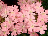 �o�[�x�i(Verbena)