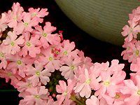 �o�[�x�i(Verbena)