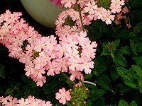 �o�[�x�i(Verbena)