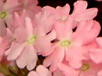 �o�[�x�i(Verbena)