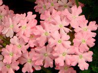 �o�[�x�i(Verbena)