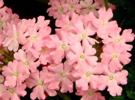 �o�[�x�i(Verbena)