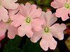 �o�[�x�i(Verbena)