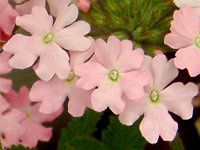 �o�[�x�i�iVerbena�j
