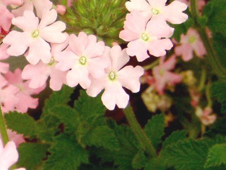 �o�[�x�i(Verbena)-pink-spring