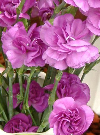 ���[���_�X�g�f�B�[�v�u���[(�X�v���[�^�C�v)