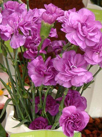 ���[���_�X�g�f�B�[�v�u���[(�X�v���[�^�C�v)