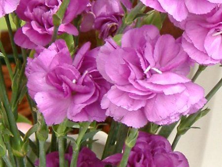 ���[���_�X�g�f�B�[�v�u���[(�X�v���[�^�C�v)