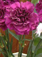 �J�[�l�[�V����(Carnation)