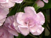 �J�[�l�[�V����(Carnation)