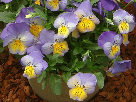 �p���W�[(Pansy)