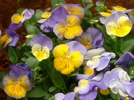 �p���W�[(Pansy)