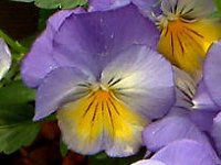 �p���W�[(Pansy) 