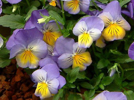 �p���W�[(Pansy)