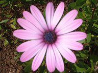 �I�X�e�I�X�y���}���iOsteospermum�j