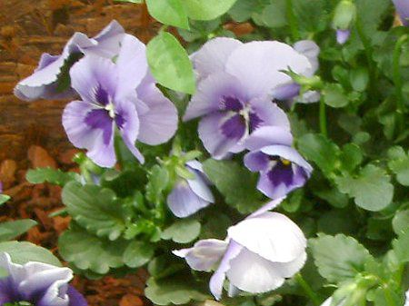 �p���W�[(Pansy)