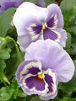 �p���W�[(Pansy)-punsy-autumn