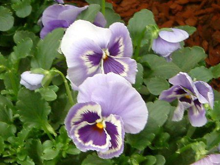 �p���W�[(Pansy)