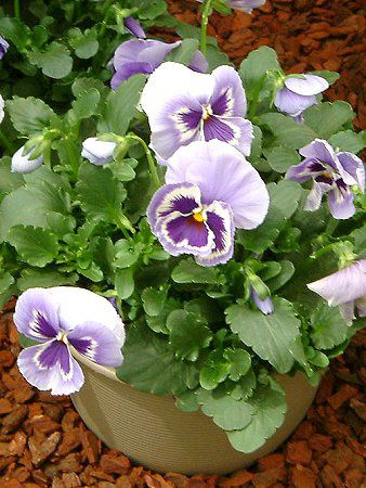 �p���W�[(Pansy)