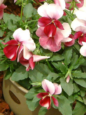 �p���W�[(Pansy)