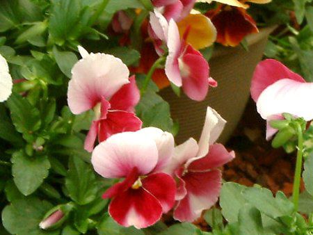 �p���W�[(Pansy)
