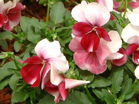 �p���W�[(Pansy)