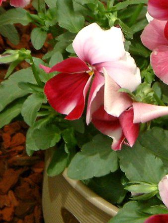 �p���W�[(Pansy)red