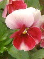 �p���W�[(Pansy)