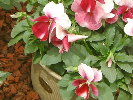 �p���W�[(Pansy)