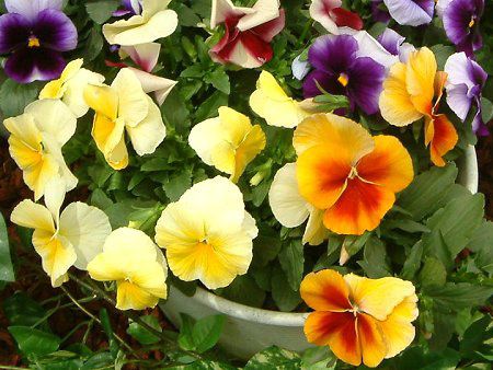 �p���W�[(Pansy)
