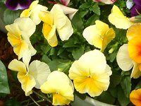 �p���W�[(Pansy)-yellow