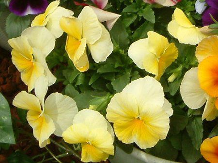 �p���W�[(Pansy)yellow