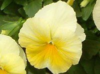 �p���W�[(Pansy)
