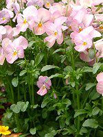�p���W�[(Pansy)-pink-autumn