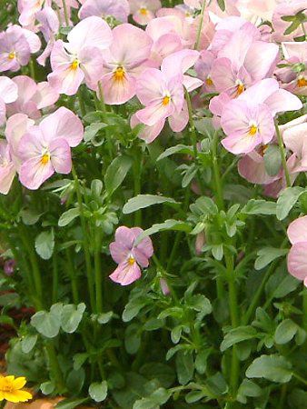 �p���W�[(Pansy)pink