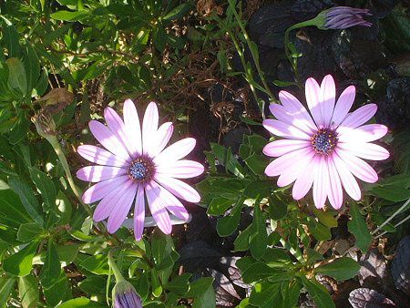 �I�X�e�I�X�y���}��(Osteospermum)