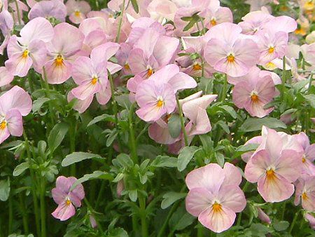 �p���W�[(Pansy)
