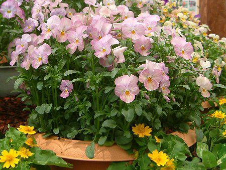�p���W�[(Pansy)