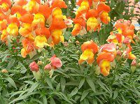 ��t���[�����V�����[�E�A�v���R�b�g�o�C�J���[�