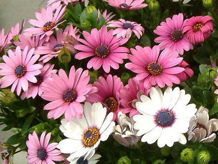 �I�X�e�I�X�y���}��(Osteospermum)