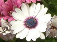�I�X�e�I�X�y���}��(Osteospermum)